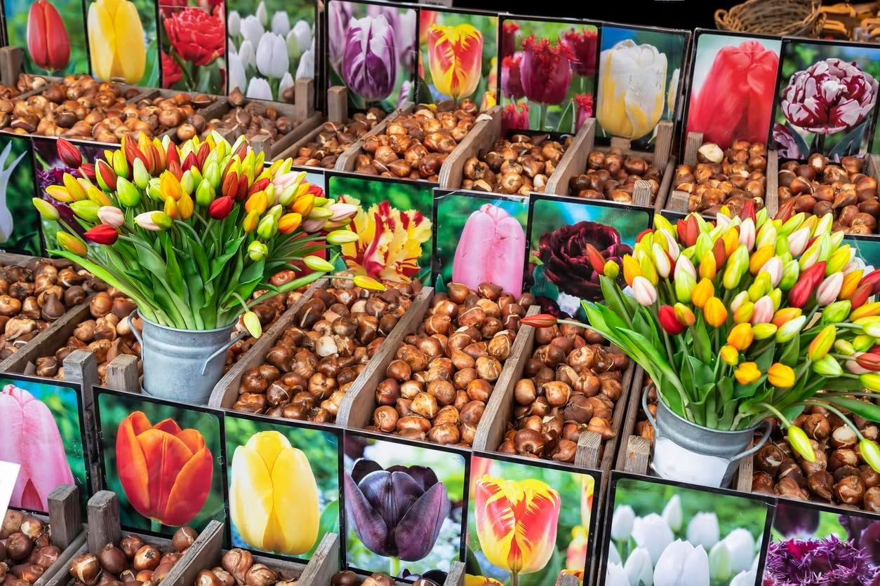 5 Orange Favorite Parrot Tulip Bulbs – Vibrant Orange Blooms with Fringed Pet…