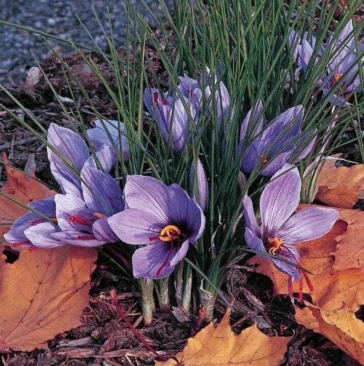 Saffron Crocus Corms for Planting – 10 Large Corms – Purple Blooms – Perennial B