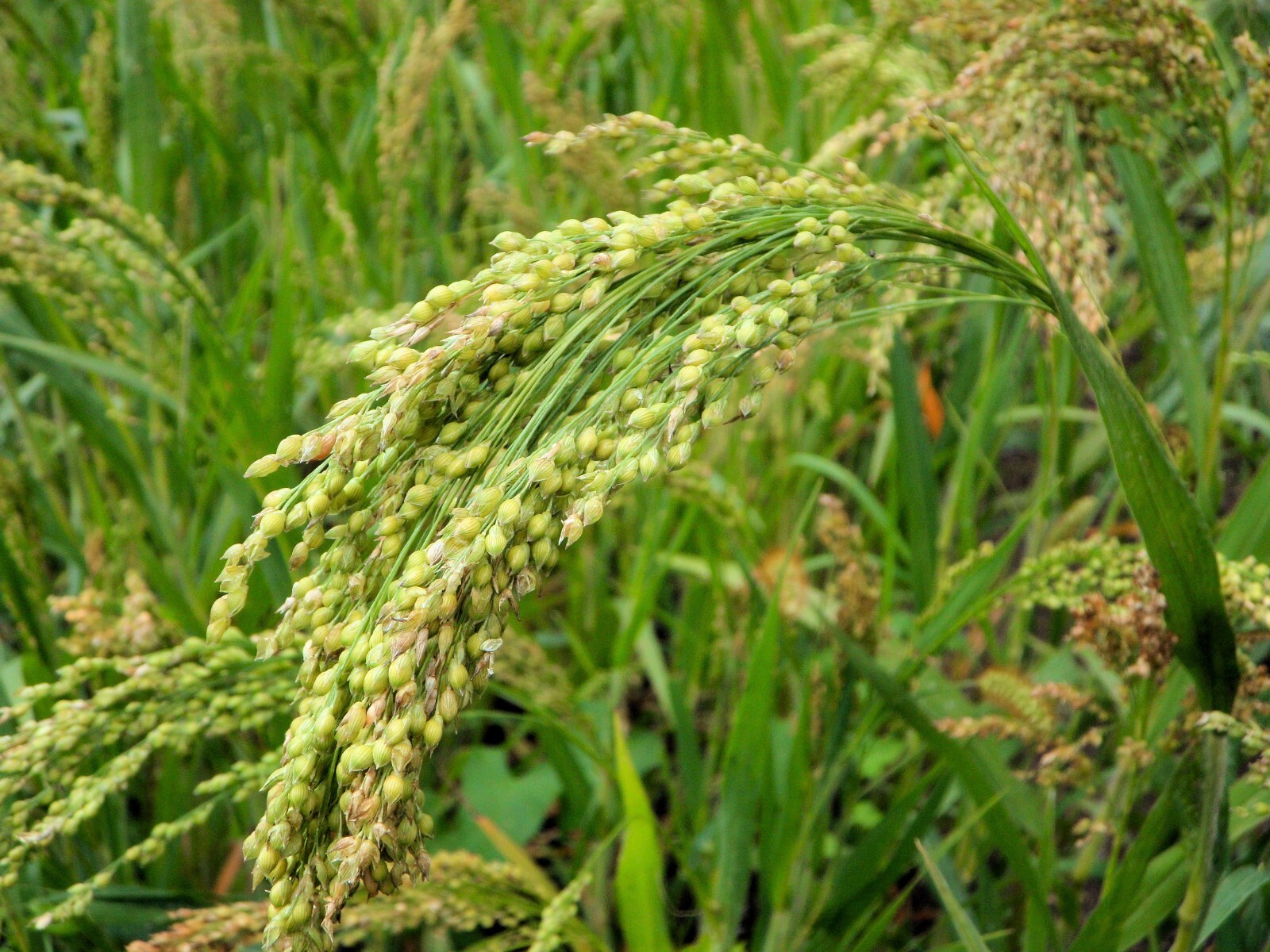 Brown Top Millet Seeds – Fast Growing Drought Tolerant Excellent Wildlife Food