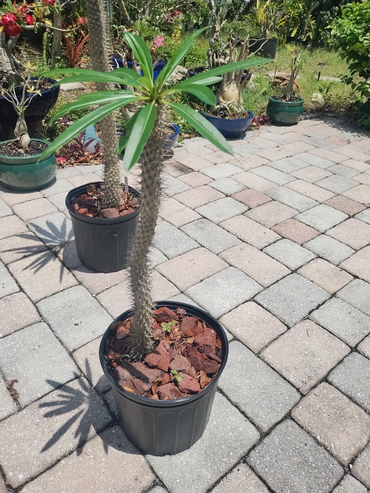 Pachypodium lamerei ‘Madagascar Palm, 25 Inches Tall. Plant #2