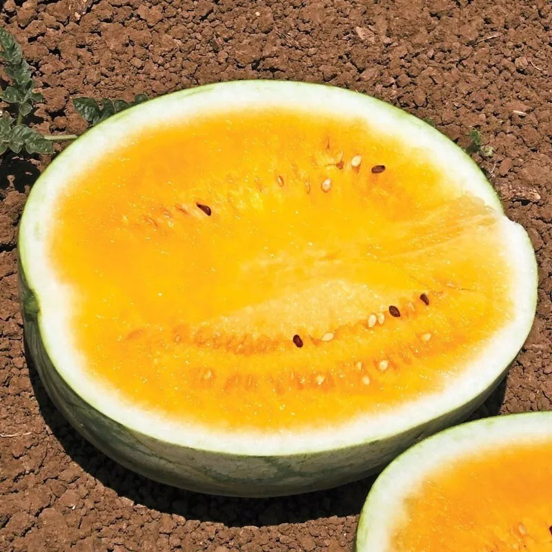 10 Orange Krush Watermelon Seeds — Heirloom — NON GMO— FRESH ———- RARE