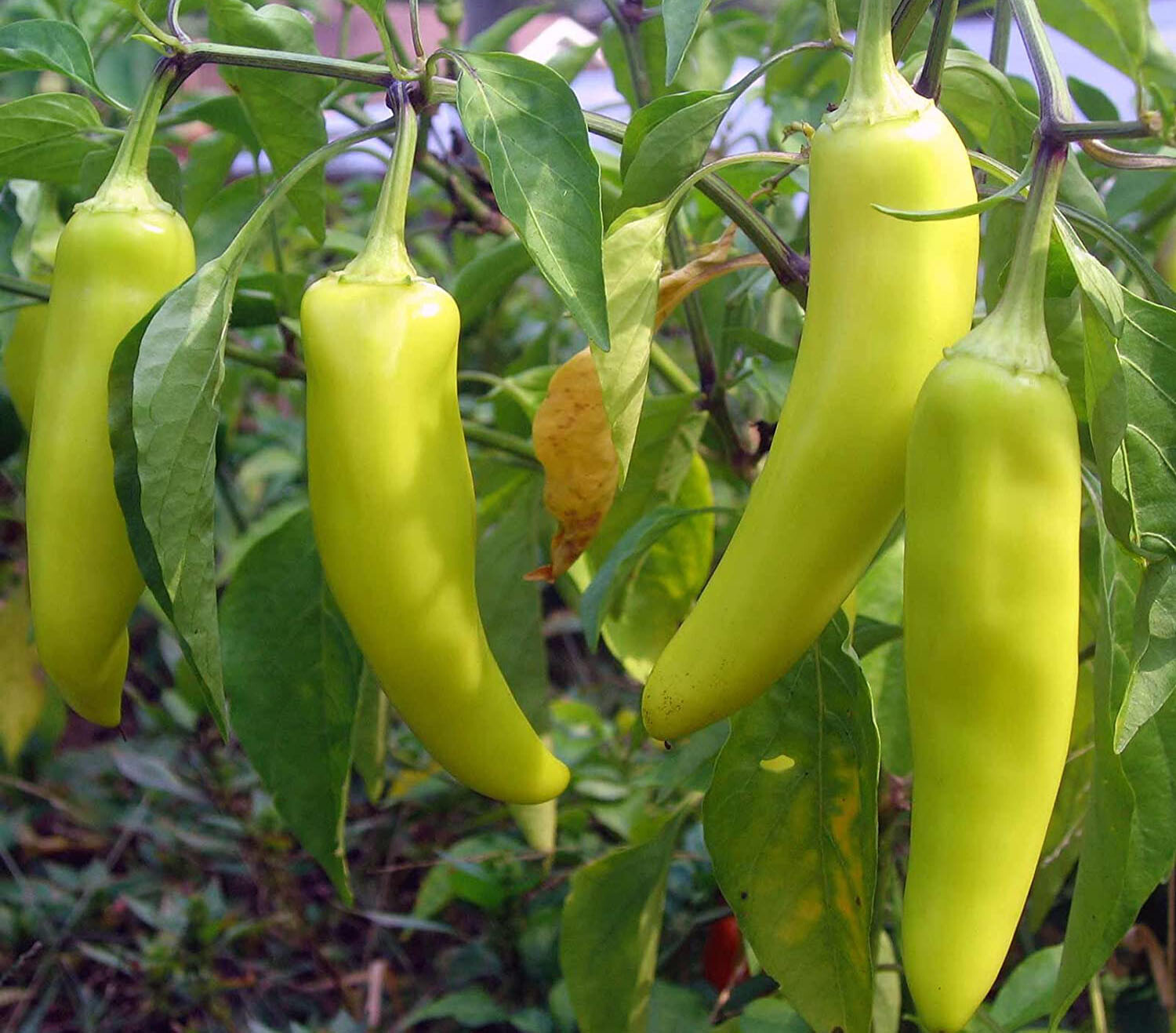 50+Sweet Banana Pepper Seeds (Capsicum annuum)Heirloom Non-GMO Fresh USA