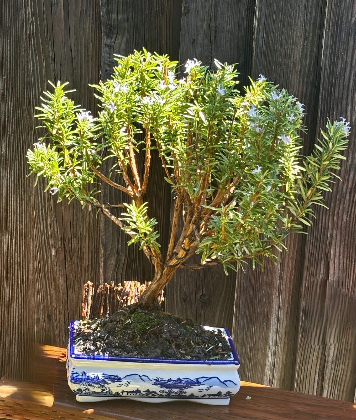 16 YEAR OLD XL ROSEMARY BONSAI IN 10” CERAMIC POT