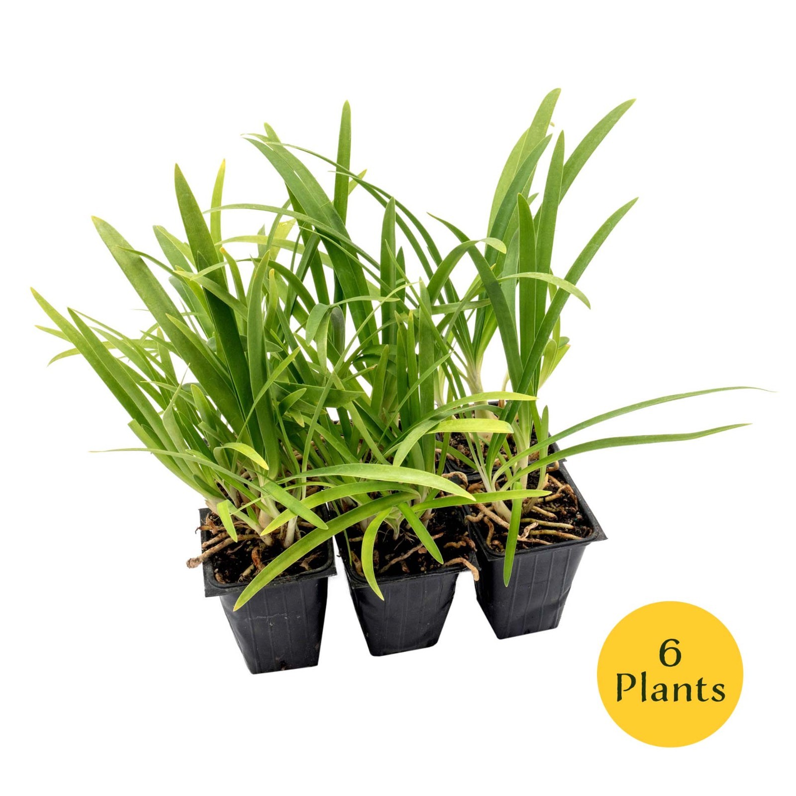 Frederick Street Park Agapanthus in 2.5” Nursery Cubes, Live Flowering Plants