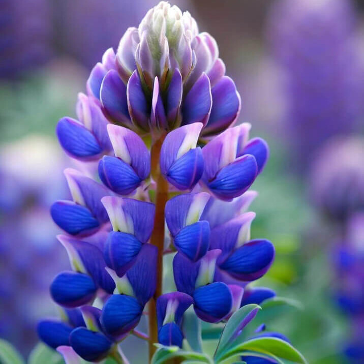 Arroyo Lupine Seeds | Heirloom / Non-GMO | Free Shipping | Flower Seeds | 1255