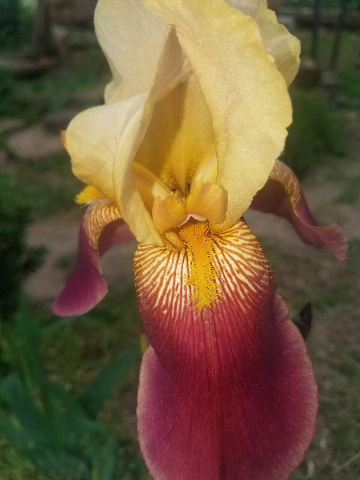 20x FRESH MIXED VARIETIES/COLORS BEARDED IRIS Bulbs/Rhizomes FRESH