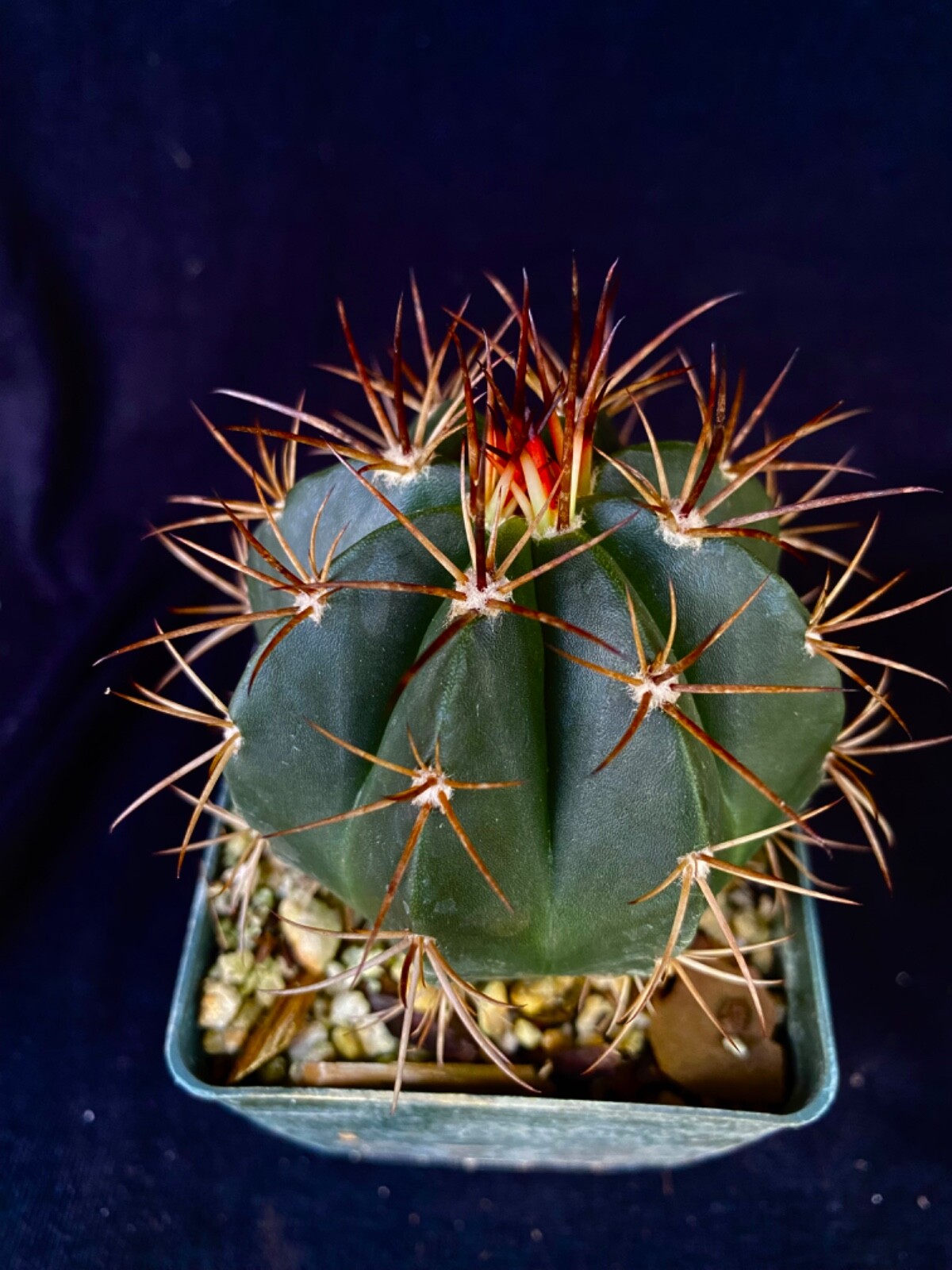Melocactus bahiensis, cephalium bearing cactus plant