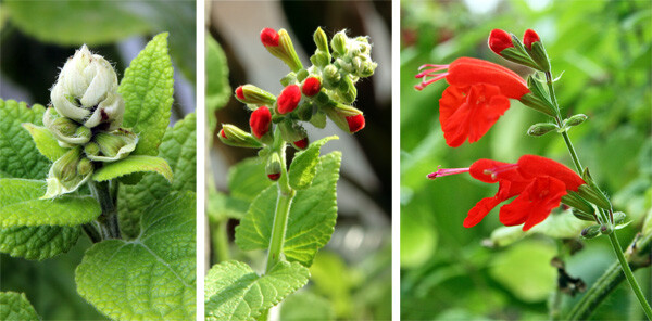 Blue Sage or Red Scarlet Sage – Hummingbirds and Bees – Organically grown in MN