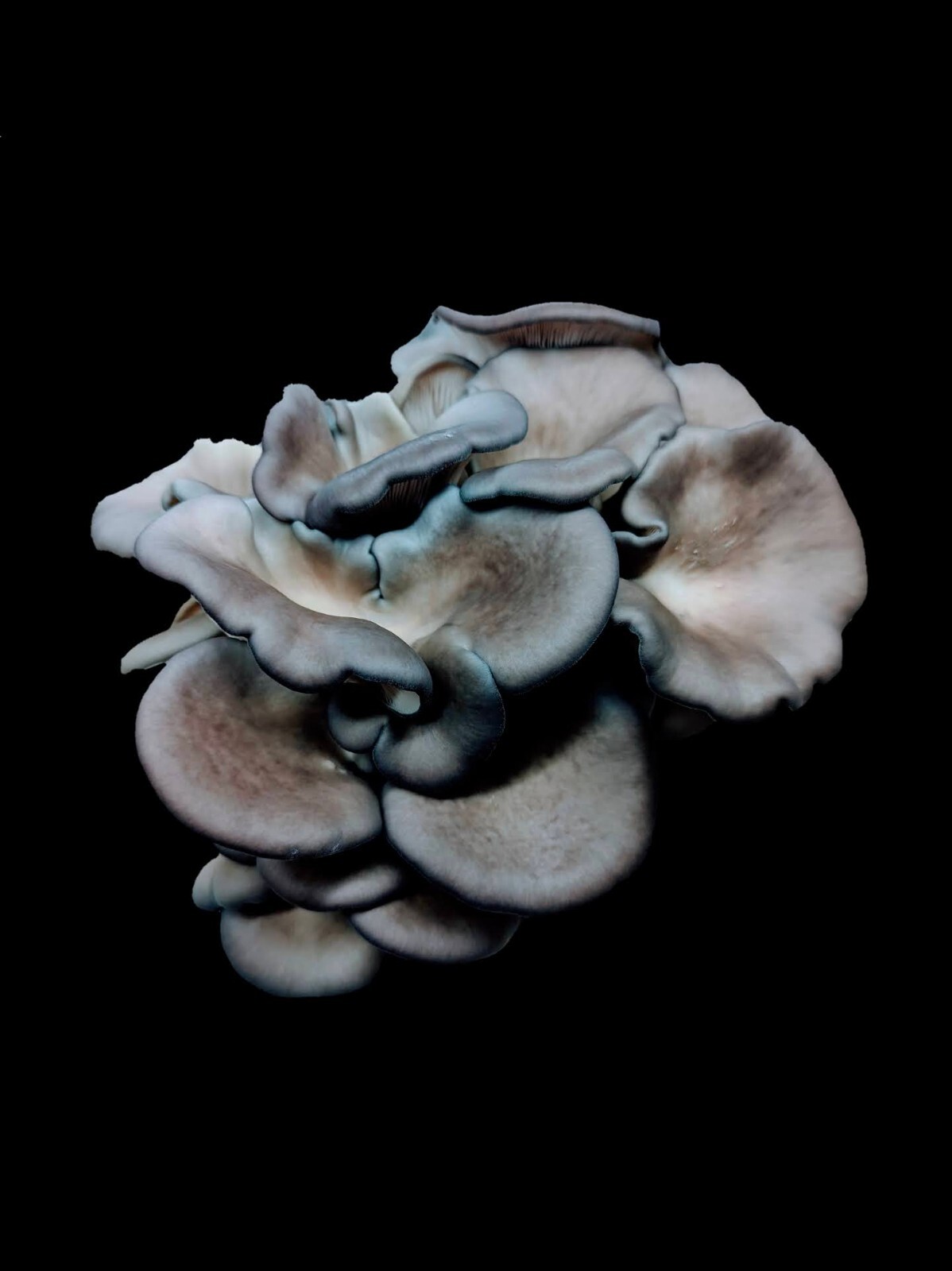 Gourmet Mushroom Culture Special! Over 180 Species Available at PrimeFungi