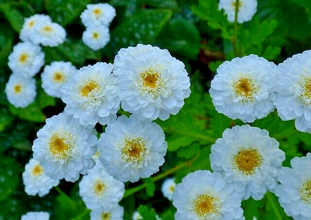 FEVERFEW SNOWBALL 200 SEEDS, TANACETUM PARTHENIUM FLORO PLENO