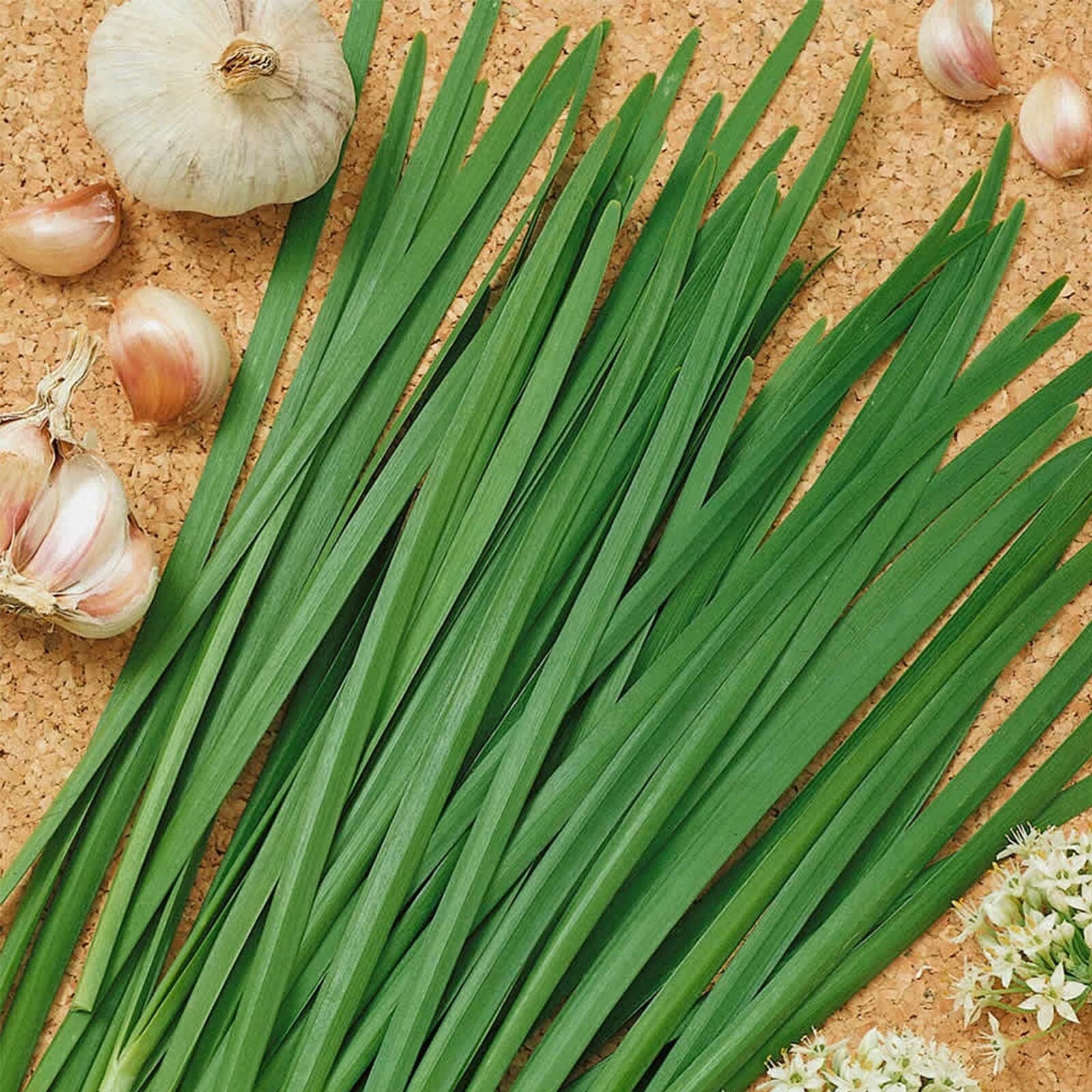 Garlic Chive Seeds | Organic | NON-GMO | Heirloom | Best Seller