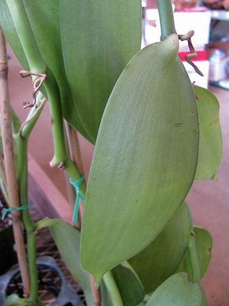 Vanilla planifolia | West Indian or Flat Plane Leafed Vanilla | 100 Seeds