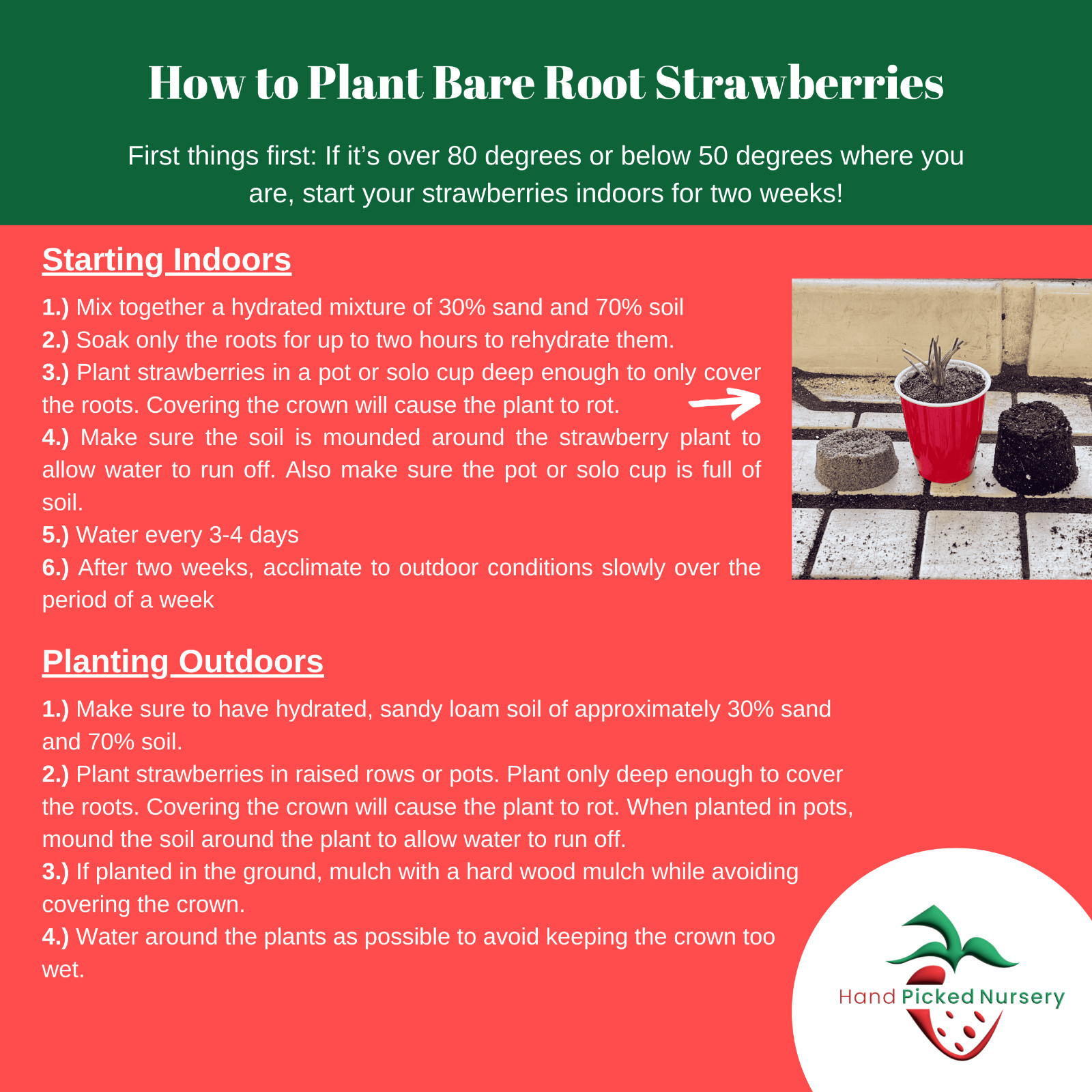 Quinalt Everbearing 10 Live Strawberry Plants, NON GMO,