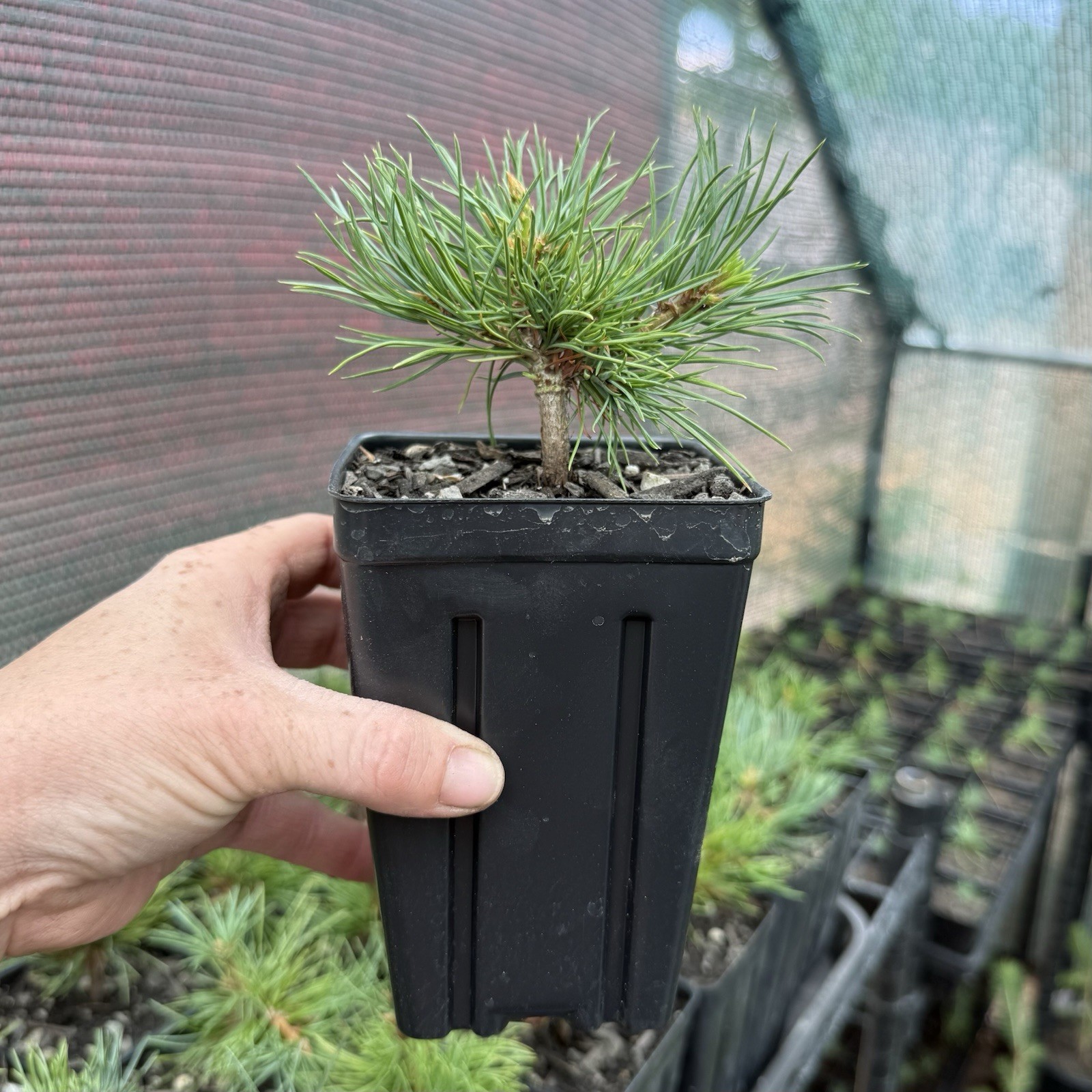 Limber Pine Tree Seedlings in Pots, 3-5” Tall, Pinus Flexilis