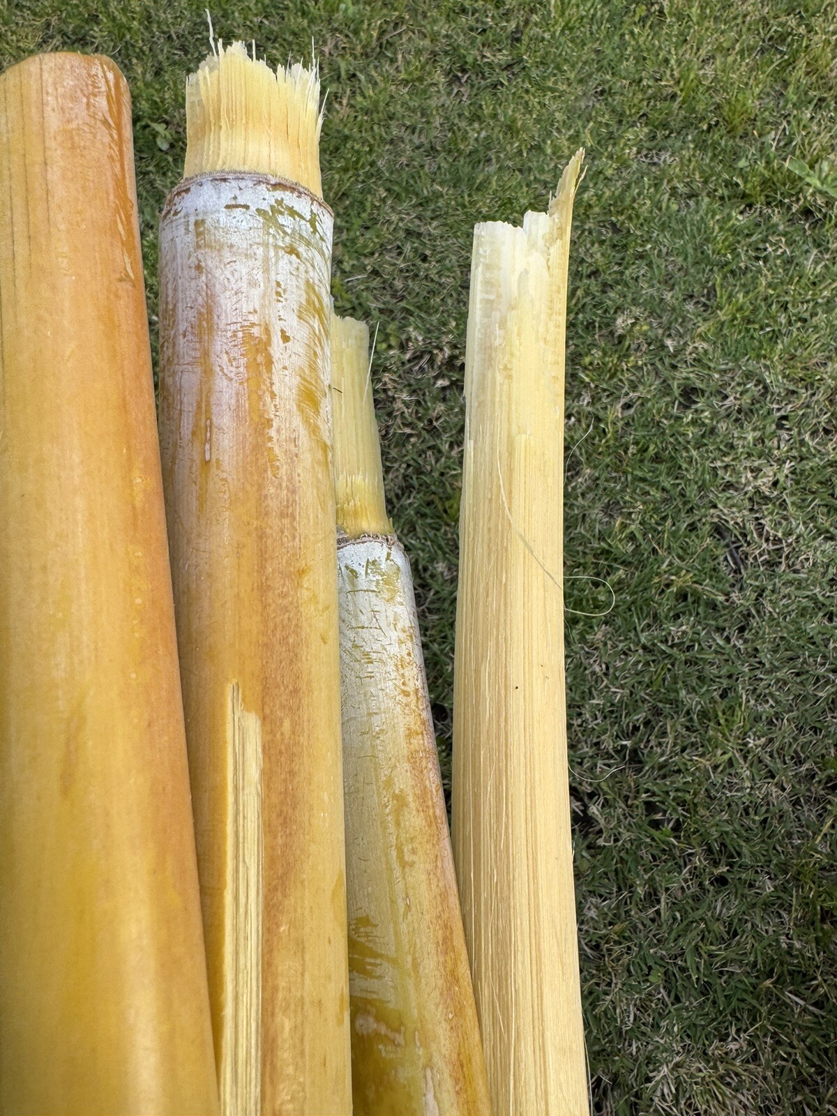 5pcs GREEN YELLOW SUGARCANE Cutting Sticks-ORGANIC