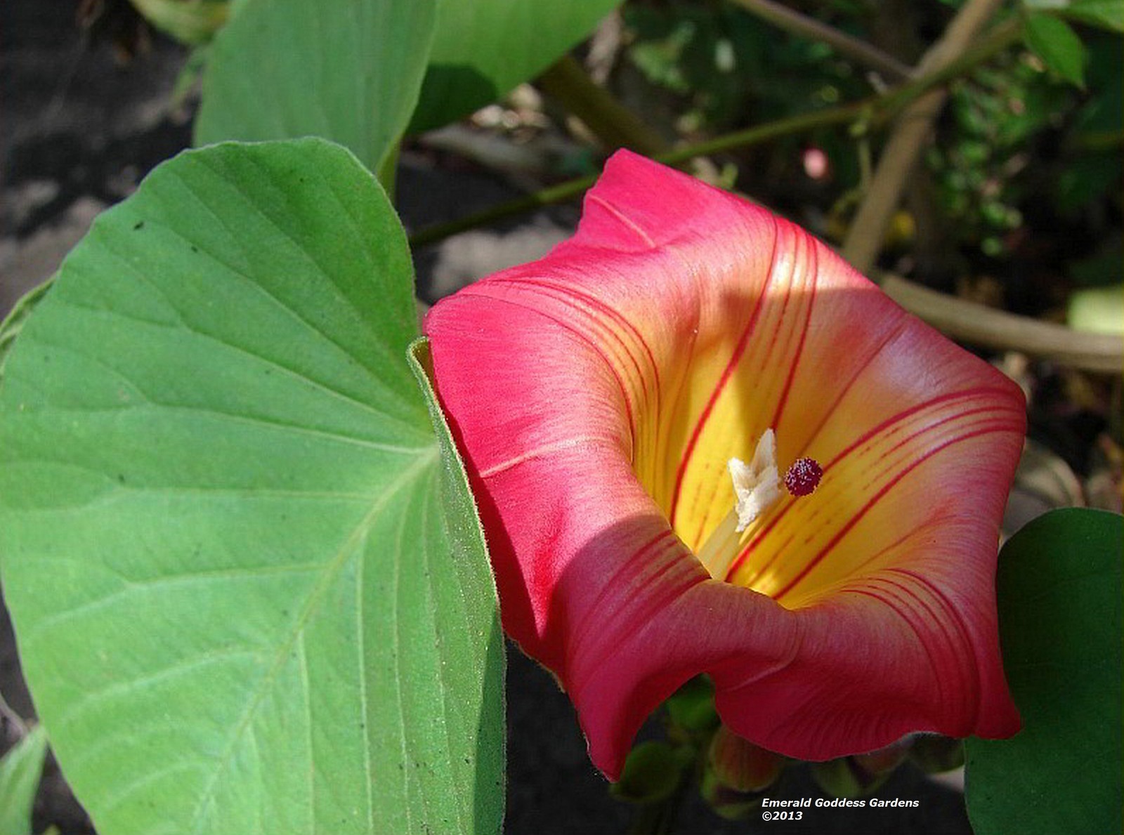 Hawaiian Sunset Vine Live Tropical Plant Large Pink Yellow Flower 8-10″ Long