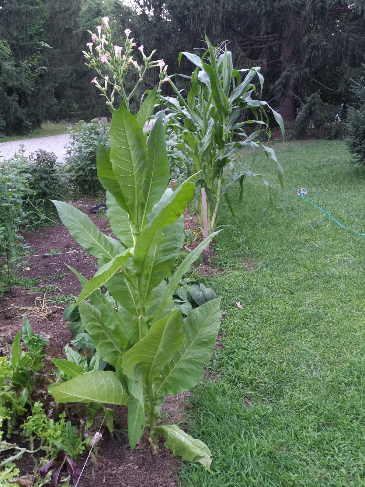 1000 “Great Lakes Gold” Tobacco Seeds FROM MICHIGAN! Organic, Heirloom, non-GMO