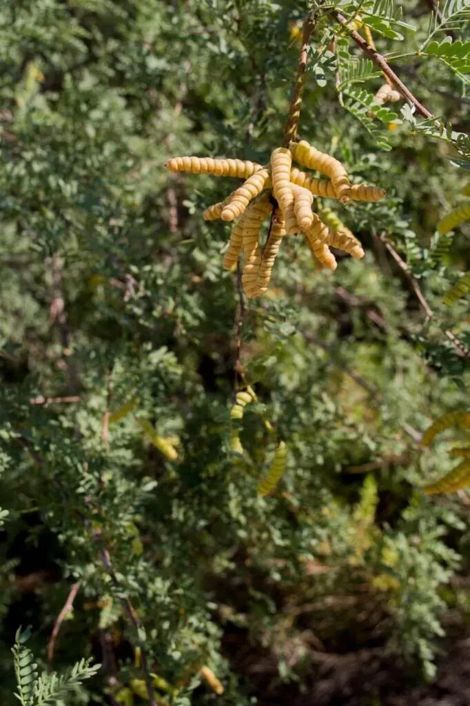 WOW RARE Prosopis Pubescens Strombocarpa Od Screwbean Mesquite edible pods Plant