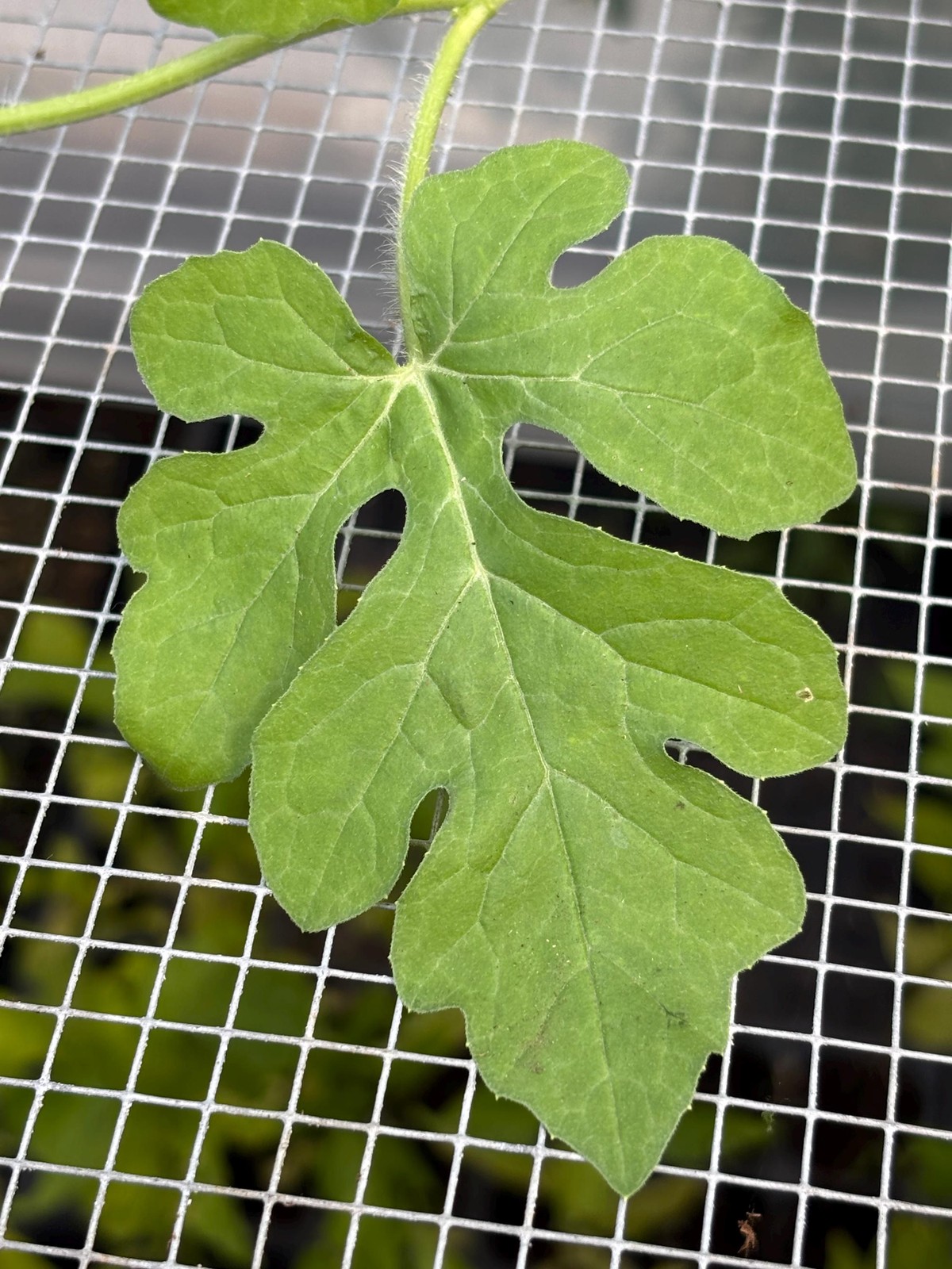 Watermelon Live Plant – Seedlings/Plugs and Plants – 3″- 12″ tall – 30-60+ days