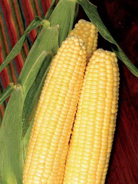 Sweet Corn Seed: Early Sunglow Sweet Corn Seed. Fresh Bulk Seed FREE SHIP!!!!