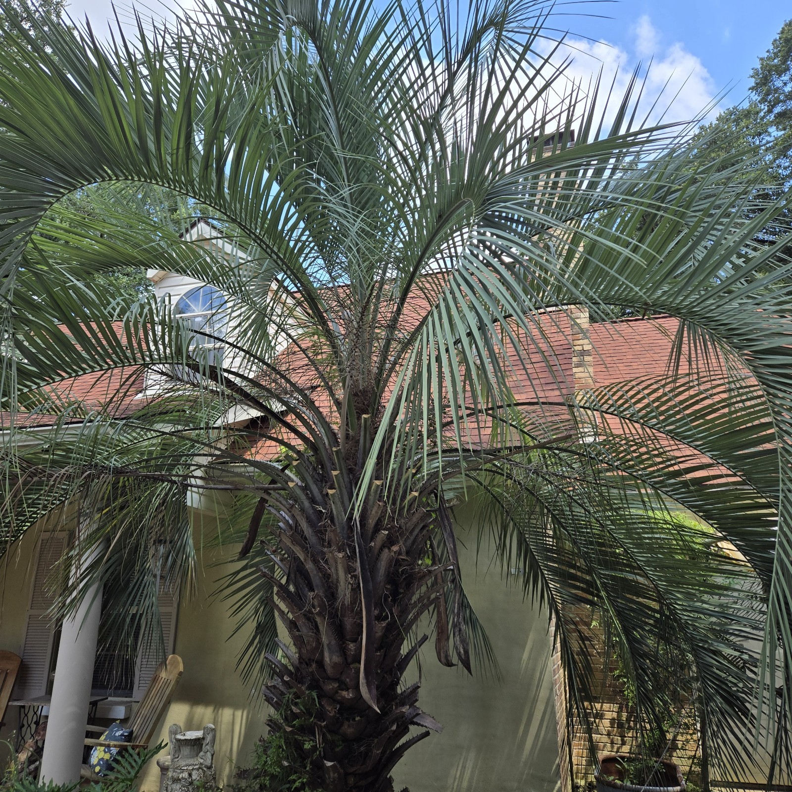 10 Jelly Pindo Palm Tree Seeds (Butia capitata) Tropical Sweet Fruit Evergreen