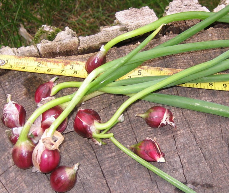 10 Kitchen Nippers Egyptian Onions Catawissa Winter Walking Topset Spring Sets
