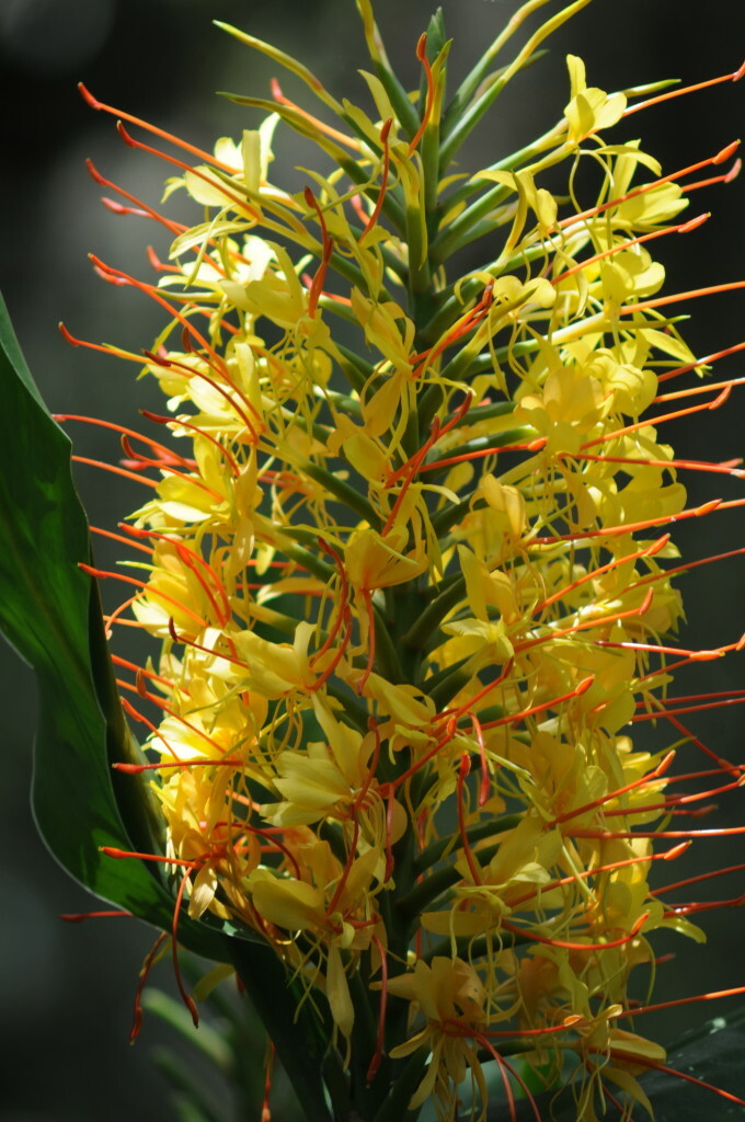 HAWAIIAN TROPICAL KAHILI YELLOW GINGER PLANT ROOT 1 Pack Fragrant Easy To Grow