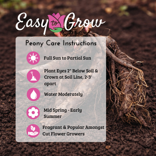 Easy to Grow Peony Festiva Maxima 1 Root Division – Spring Blooms, Easy to Grow