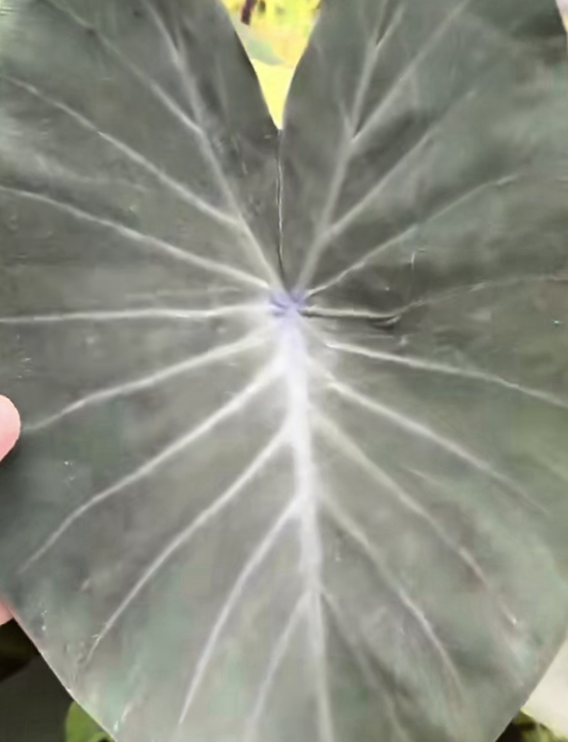 Authentic Silver Star Colocasia 1 bulb