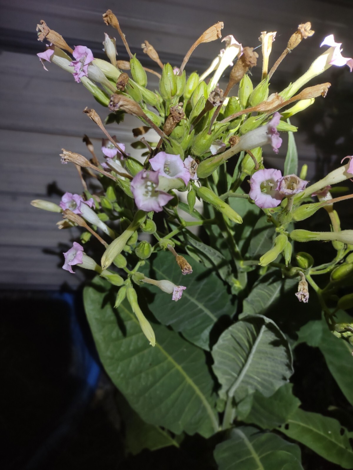 LOUISIANA PERIQUE TOBACCO Nicotiana tabacum 150 seeds! 2022 harvest. Smoking
