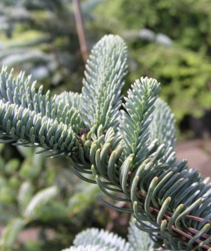10 Noble Fir Live Bareroot Tree – 10-16″” Tall – Abies Procera – Zones 5-6