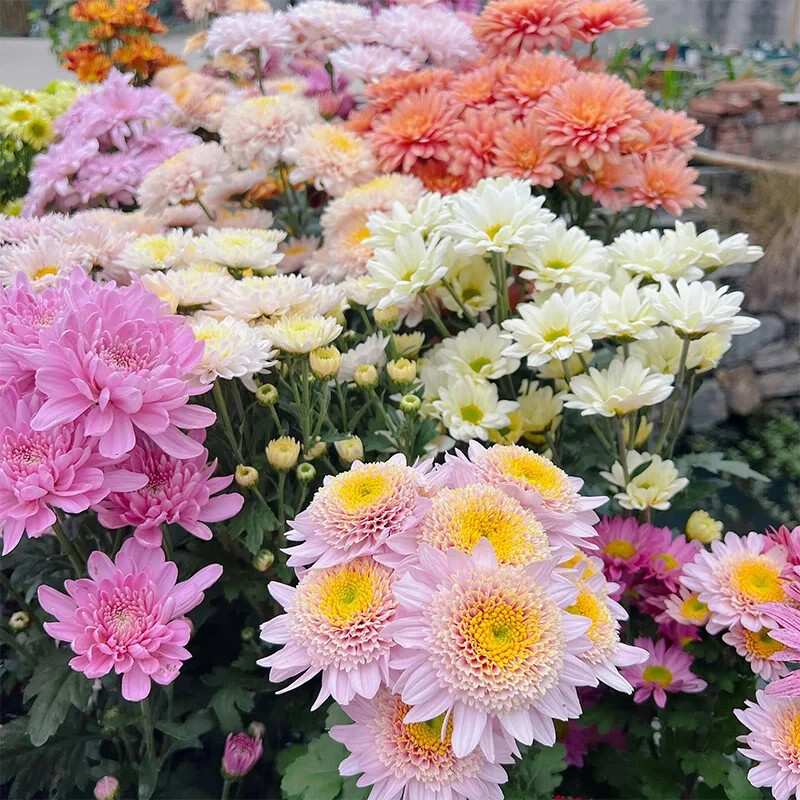 200 PCS Mixed Perennial Chrysanthemum Seeds.