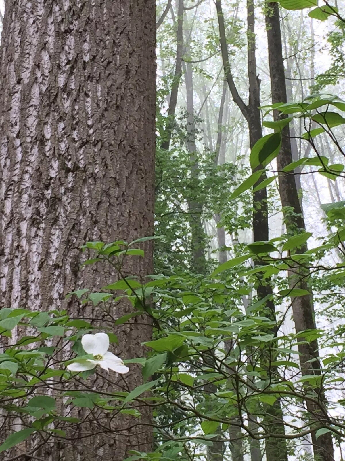 50+ TULIP POPLAR TREE Yellow Flower Liriodendron Tulipifera Whitewood Seeds