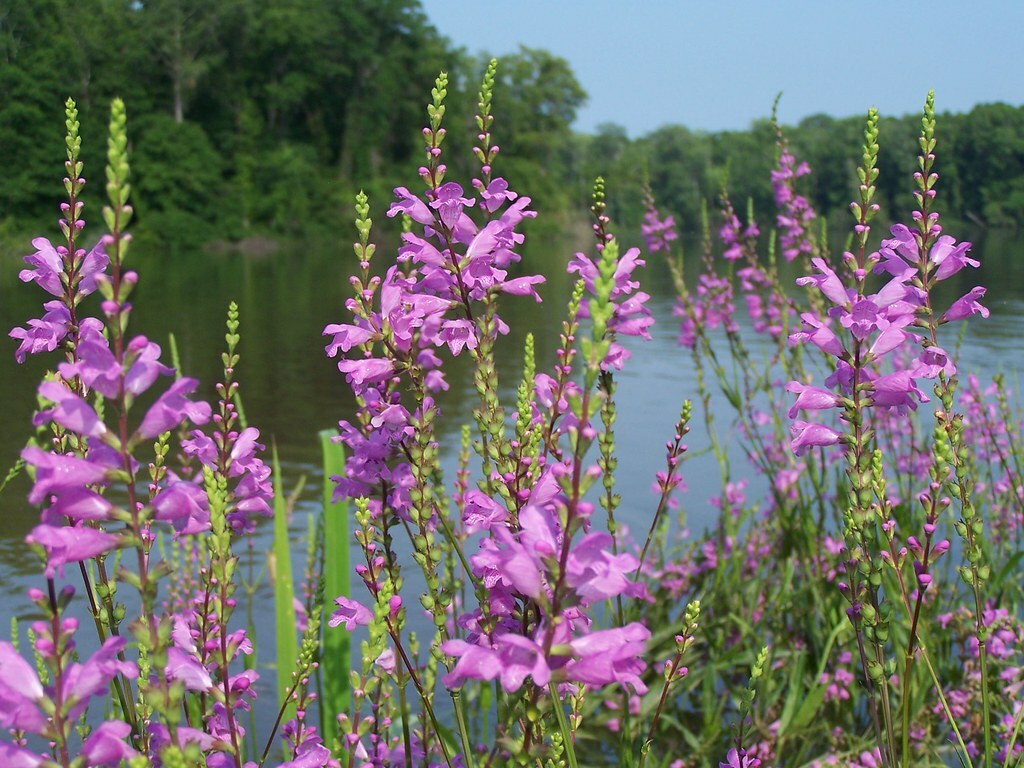 Live Cold Hardy Obedient Aquatic Pond/Bog Plant