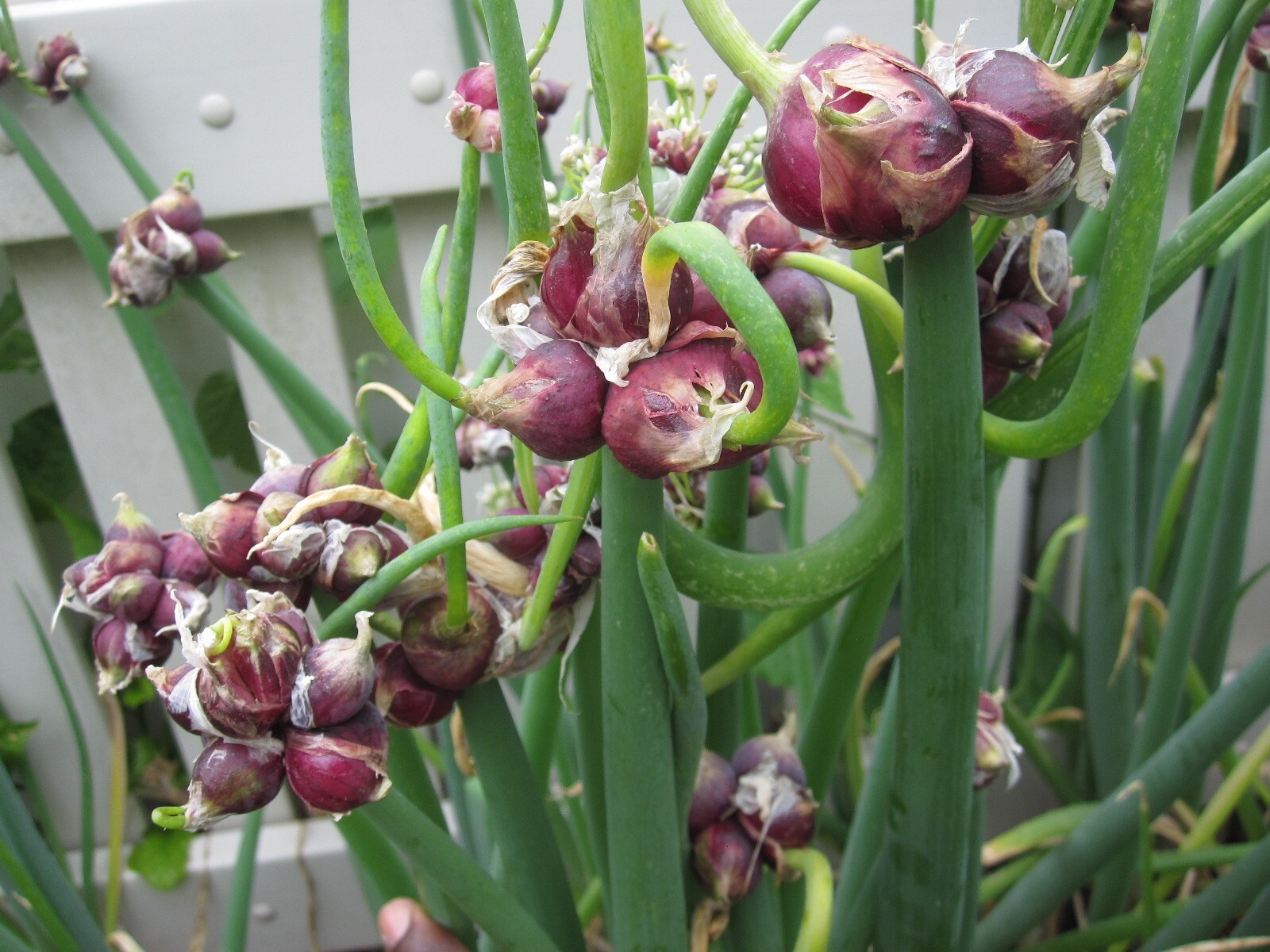Egyptian Walking Onions Bulbs 5 Jumbo Size Lot Organic Heirloom 2026 Harvest