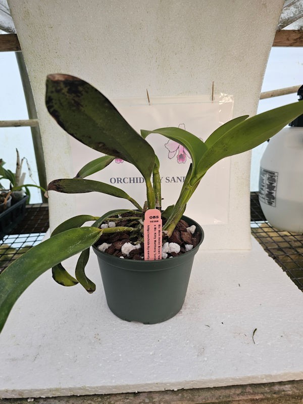 Blc Mem Helen Brown x Blc Kitty Mattheny 6 Inch Pot 3C32