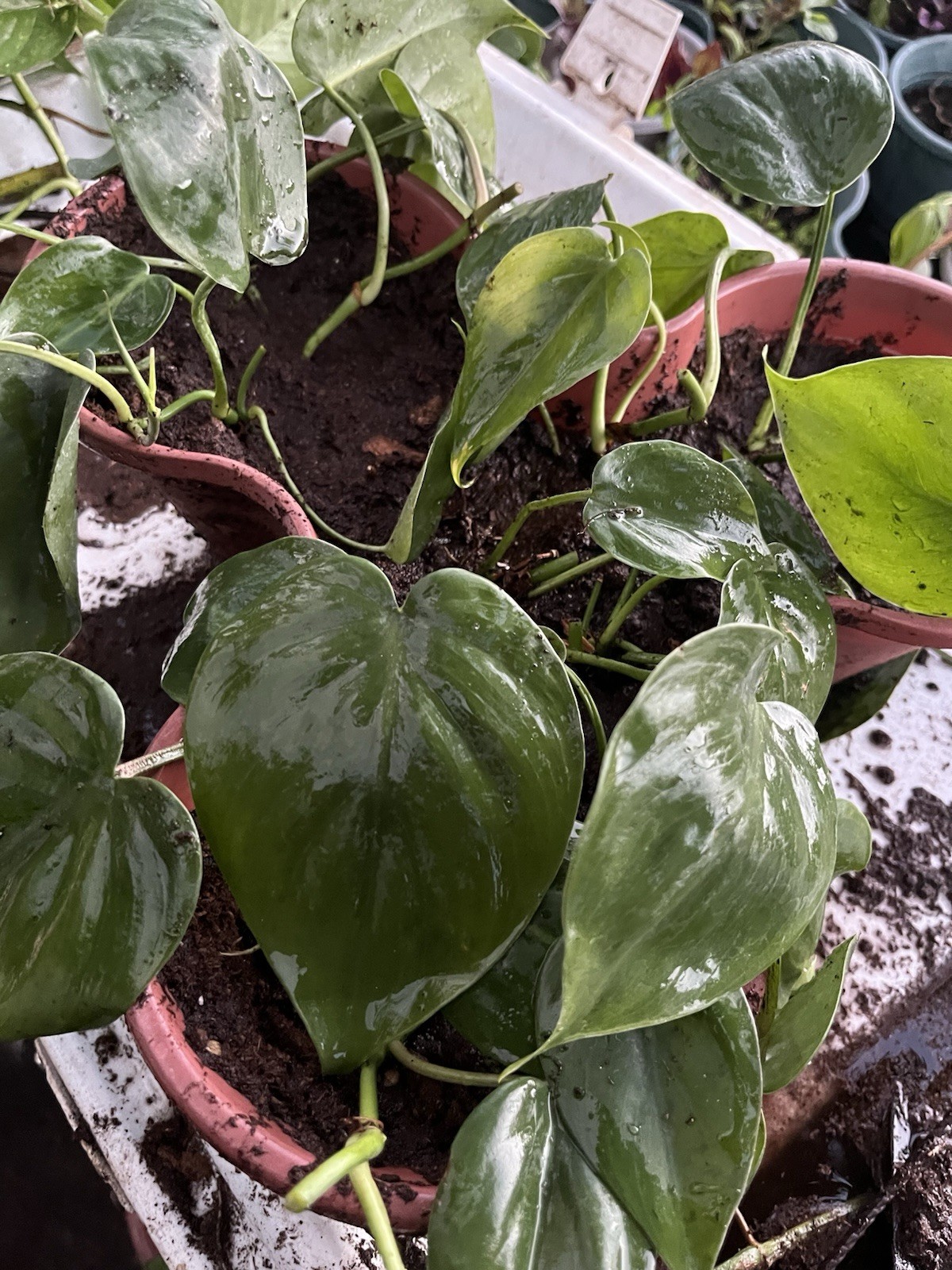 Philodendron Cordatum, Heart Leaf, Rooting, 4 Rooting cuttings (6-8″). WOW!