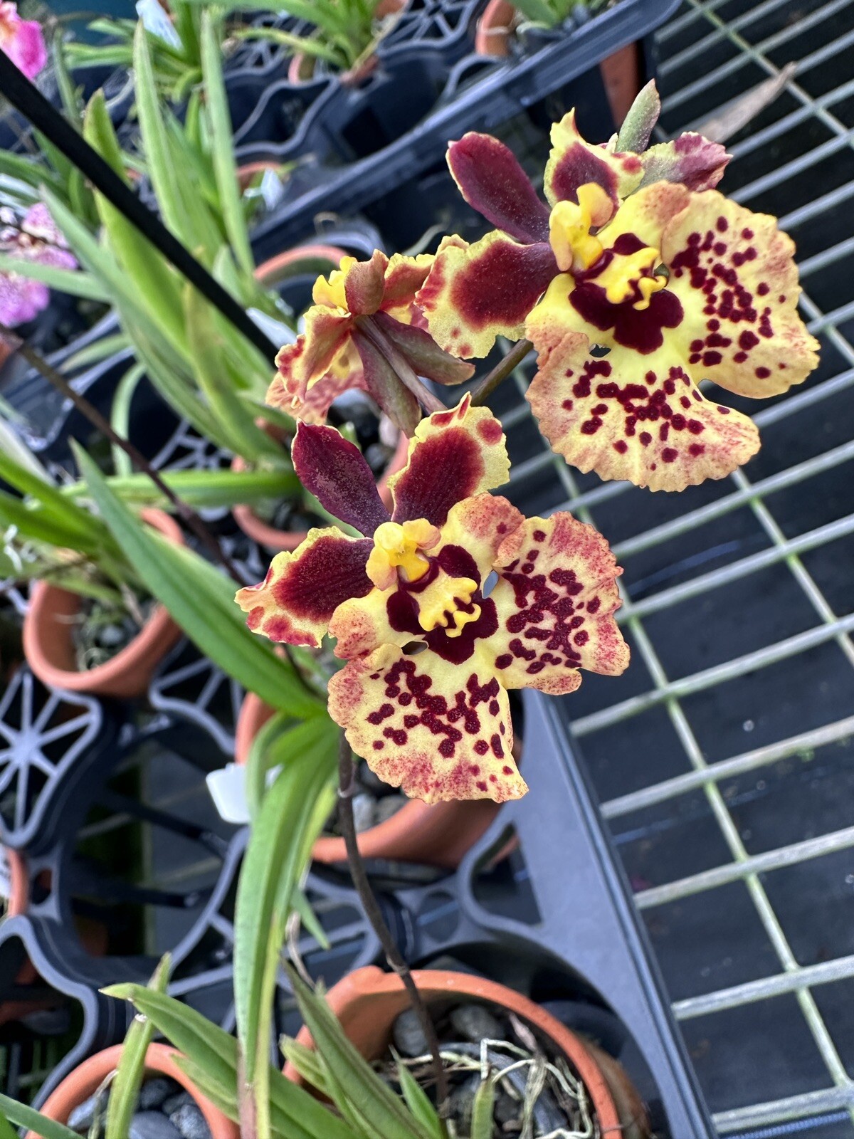 Three Different Tolumnia IN SPIKE! Equitant Orchid Plant Oncidium 3 Plants