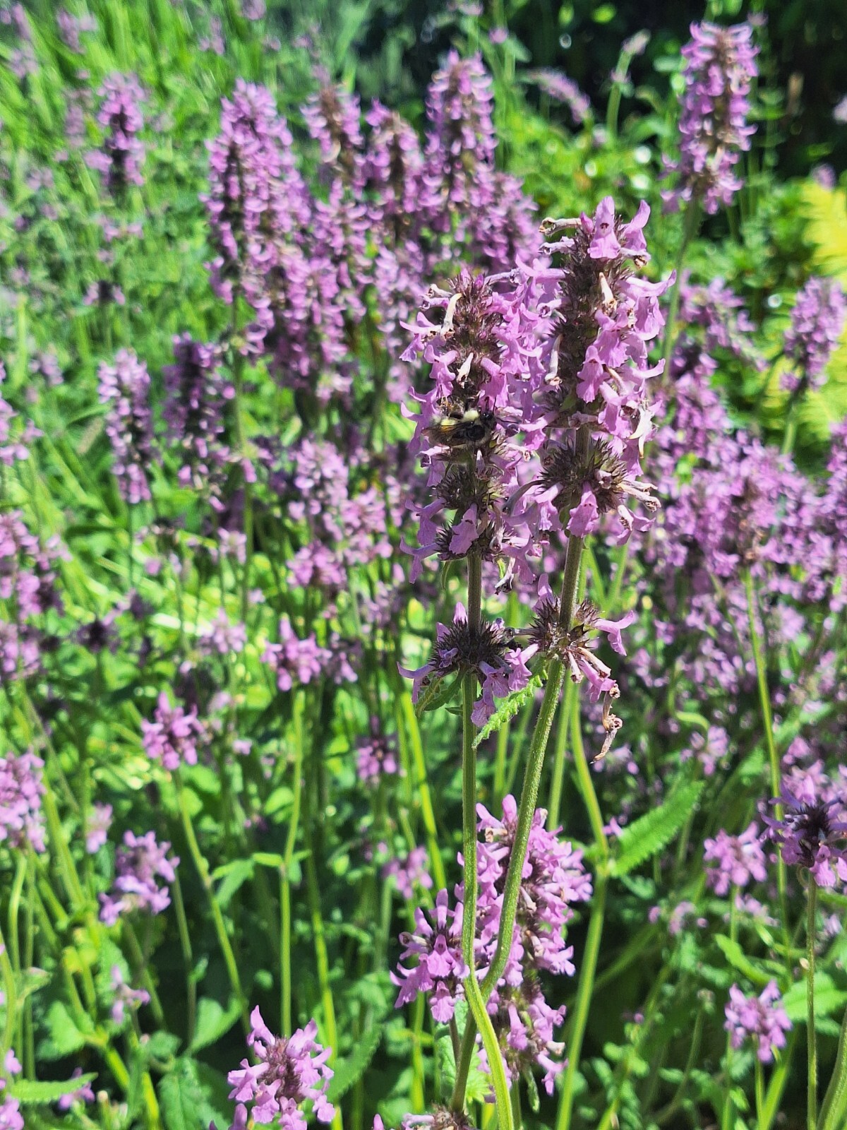AGASTACHE 200 SEEDS, HYSSOP, PINKISH-PURPLE FLOWERS, HARDY PERENNIAL
