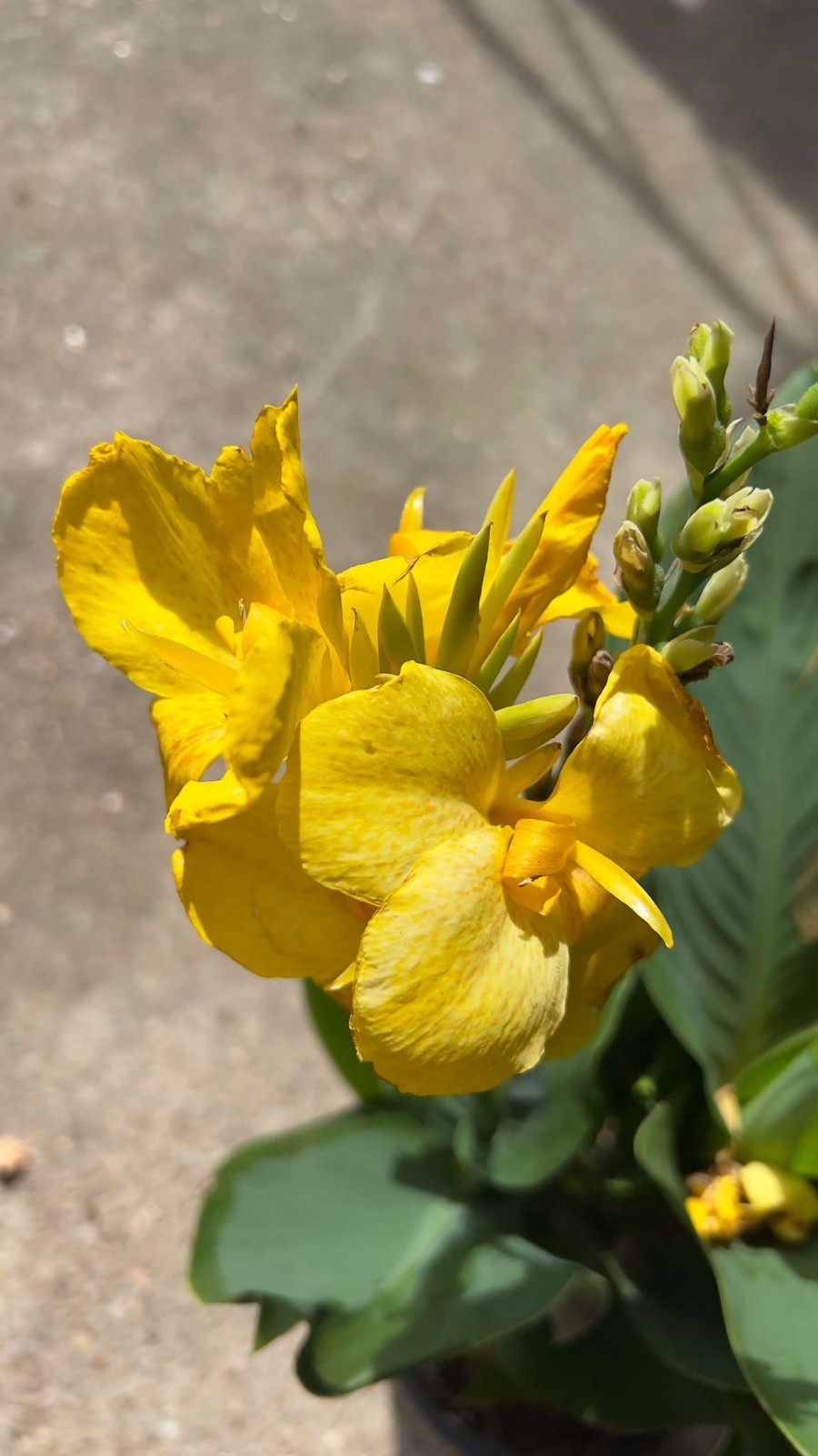 Cannova Yellow Canna Lily Live Plant 4″ Pot Dwarf Heat Tolerant Tropical Flower