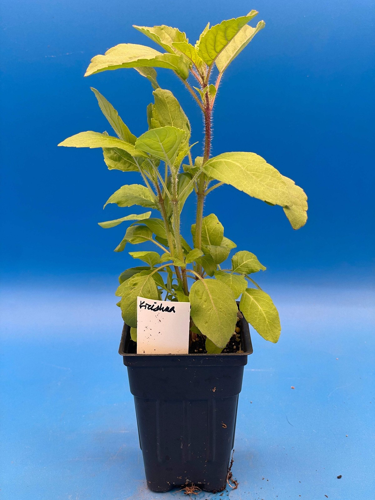 Tulsi, Krishna – Live Plant 3″ Starter Pot – Holy Basil – Ocimum Sanctum
