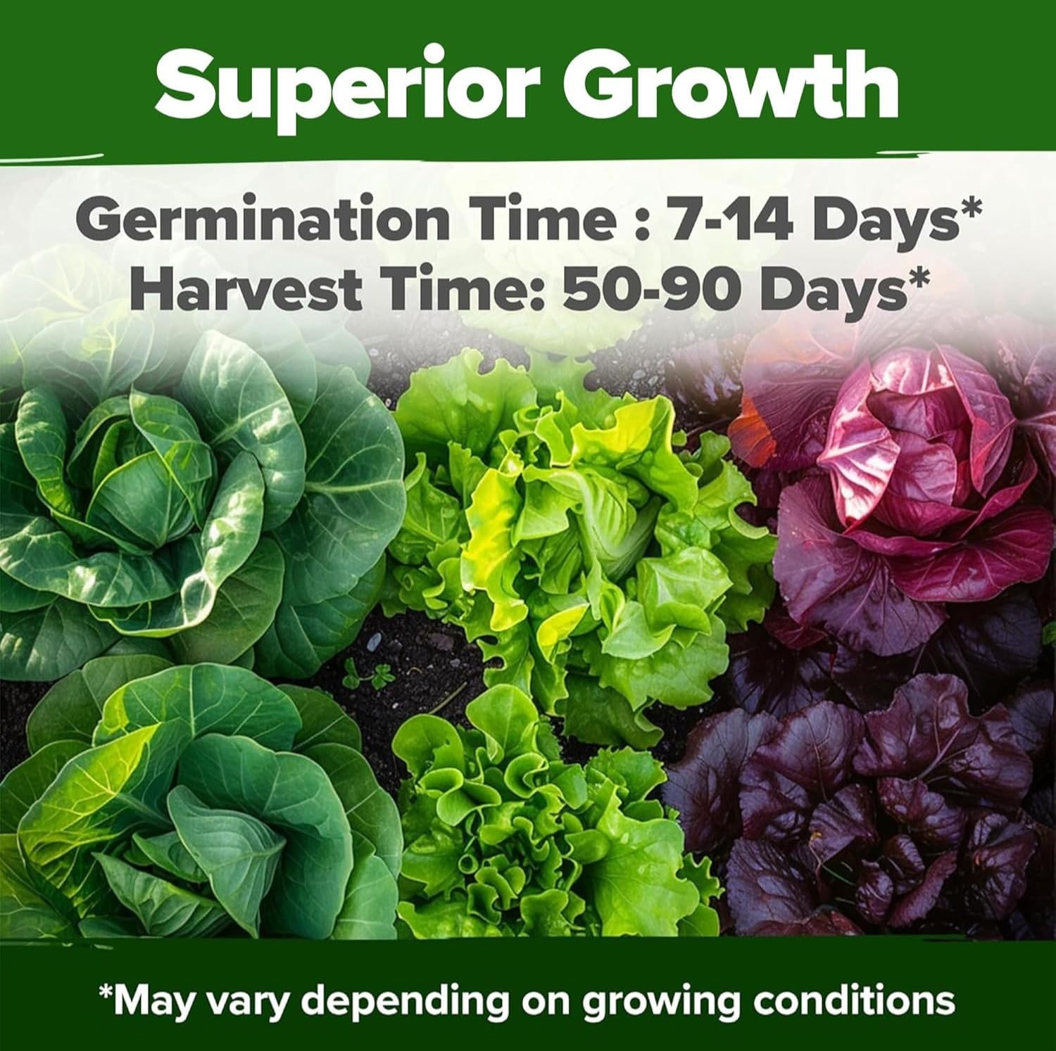 HOME GROWN Lettuce Seeds 8 Variety Mix 9000+ Bulk Pack Heirloom 8-Pack, Green