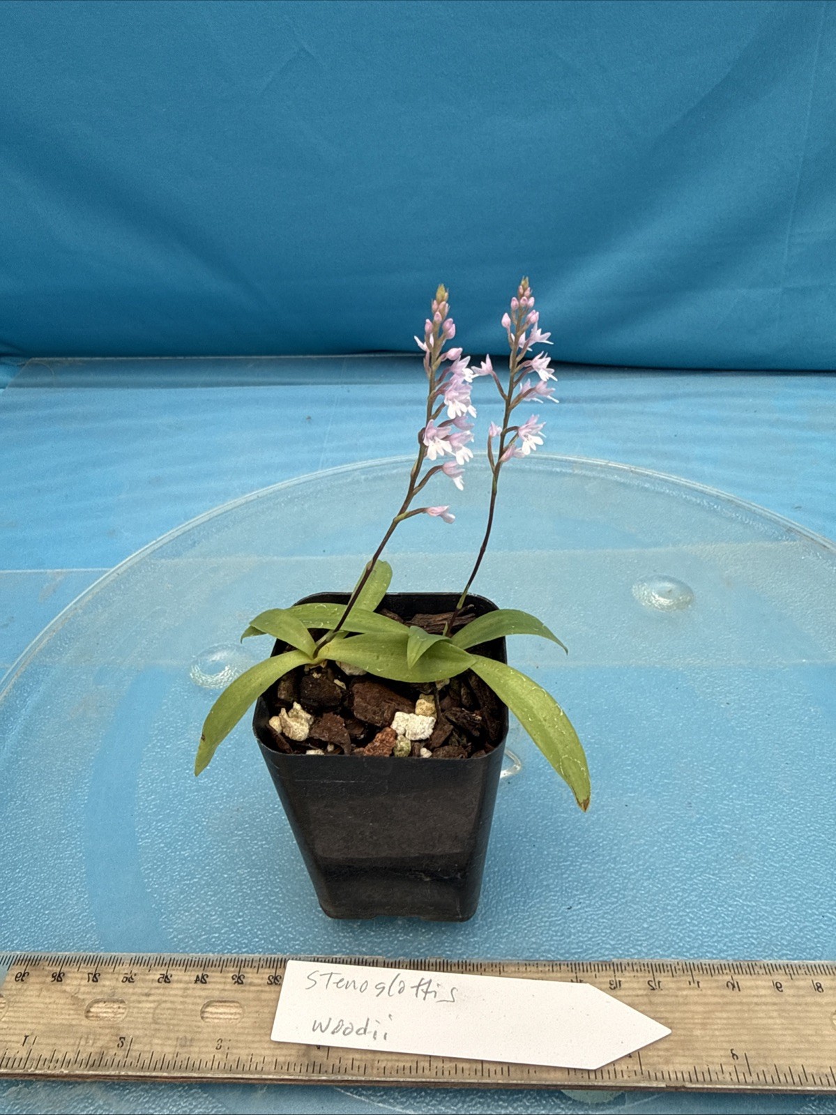 Stenoglottis woodii BS Pink Purple Orchid Species 2″ Pot TWO GROWTHS + 2 SPIKES