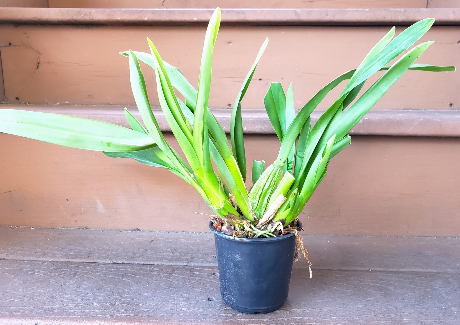 The Catatante ‘Sun King’ Orchid – Beautiful colorful blooms – Easy to grow !