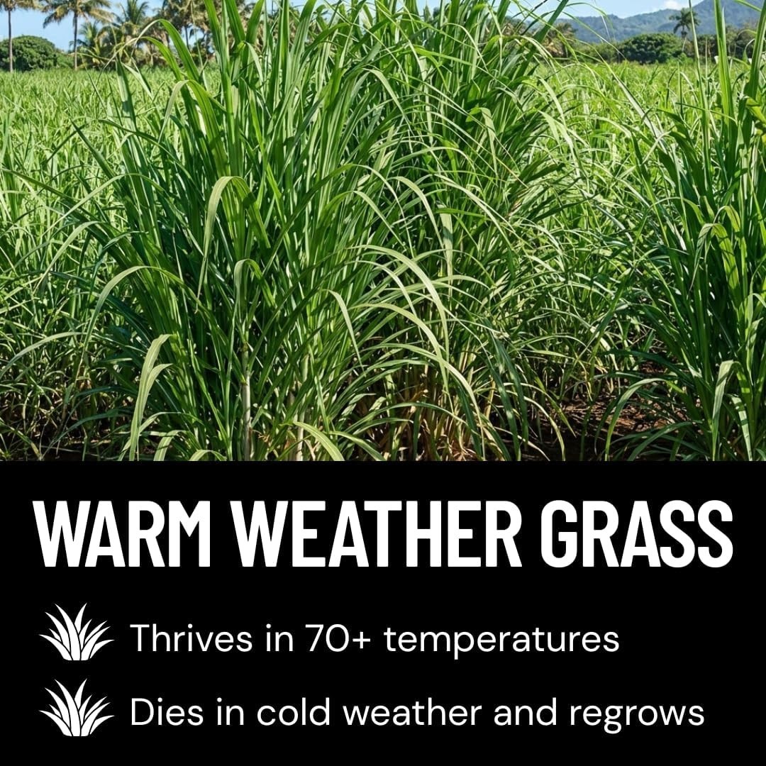 Heat Tolerant Elephant Grass Seeds – 100 Pack for Privacy Screens & Landscaping