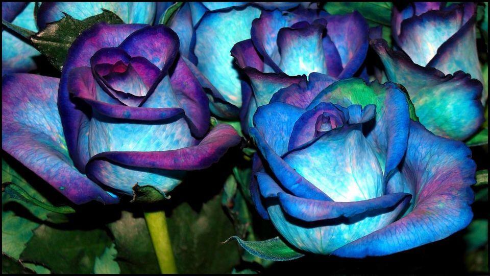 Blues Blue Rose Seeds (20) – USDA Inspected – Free Shipping – USA Seller