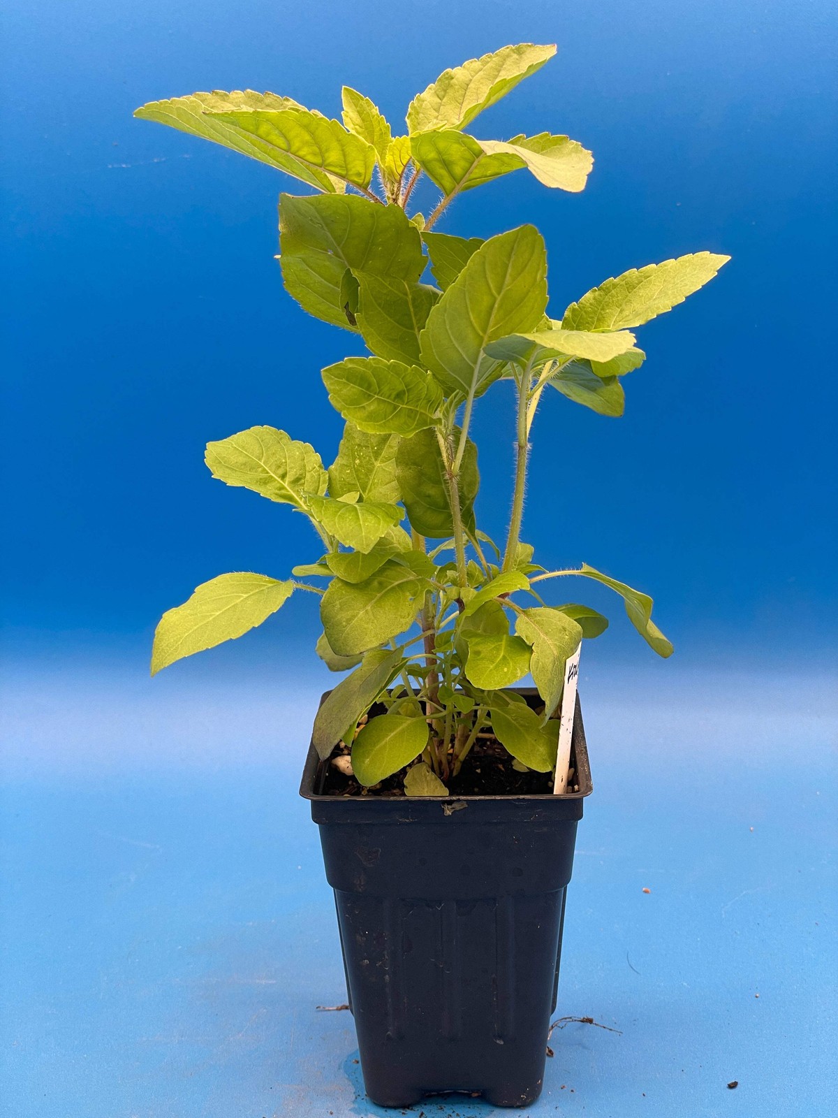 Tulsi, Krishna – Live Plant 3″ Starter Pot – Holy Basil – Ocimum Sanctum