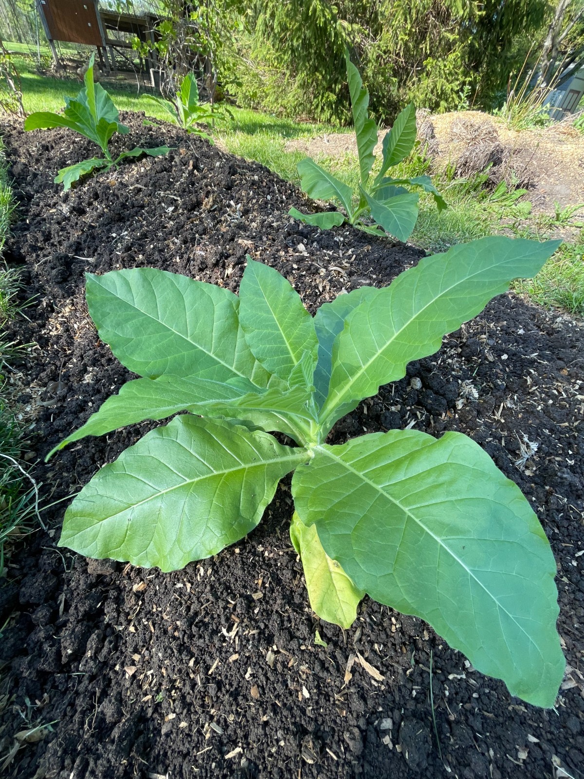 2,000 Tobacco Seeds – INDIANA GROWN! Organic, Heirloom, non-GMO