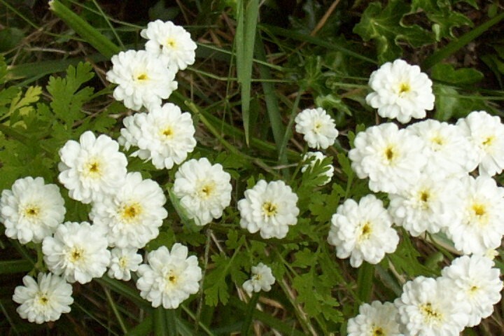 FEVERFEW SNOWBALL 200 SEEDS, TANACETUM PARTHENIUM FLORO PLENO