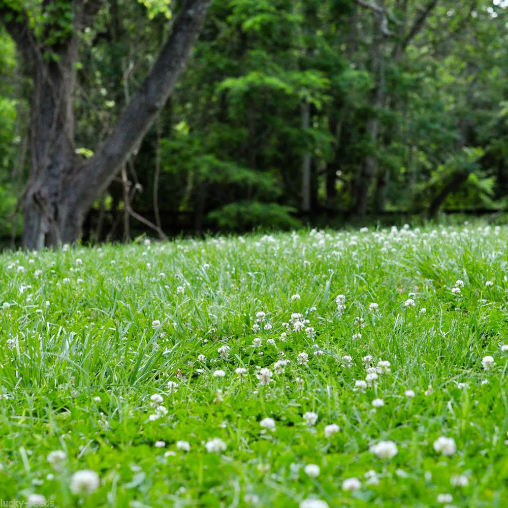 SeedRanch White Dutch Clover Seed (Non Gmo) – 50 Lbs. ( 8 Acres Coverage)